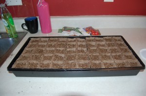 dsc_0054 Greenhouse, before adding seeds.