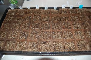 dsc_0058 Greenhouse, with seeds.